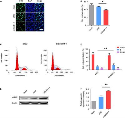 The Histone Methyltransferase SETDB1 Modulates Survival of Spermatogonial Stem/Progenitor Cells Through NADPH Oxidase